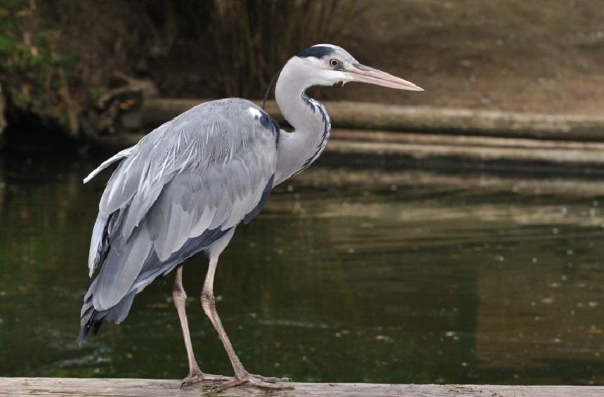 Озеро Деспотики в Лимассоле: фото 11 Озеро Деспотики в Лимассоле: фото 11
