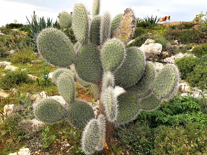 Ayia Napa Cactus Park - парк кактусов, средиземноморских растений и суккулентов в Айя-Напе: фото 11