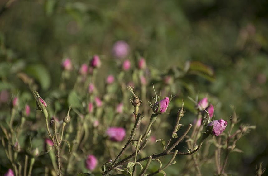 Кипрская деревушка Агрос, наполненная ароматами роз! : фото 6
