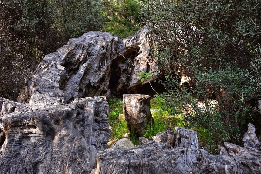 Ущелье Авакас на Кипре (Avakas Gorge. Cyprus): фото 89