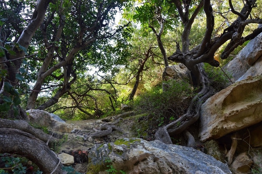 Ущелье Авакас на Кипре (Avakas Gorge. Cyprus): фото 4