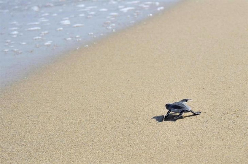 Paramali Turtle Beach - пляж на Кипре, который обожают морские черепахи: фото 18