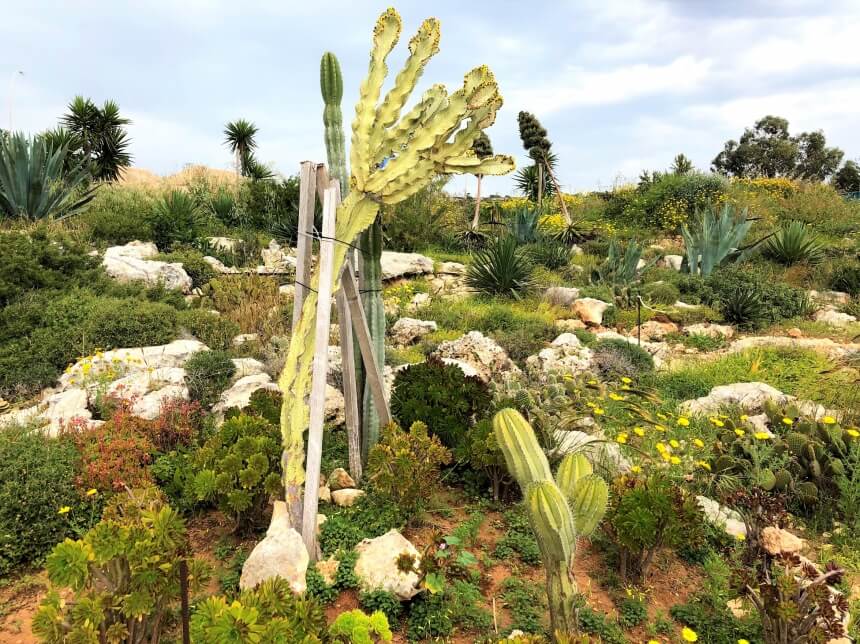 Ayia Napa Cactus Park - парк кактусов, средиземноморских растений и суккулентов в Айя-Напе: фото 17