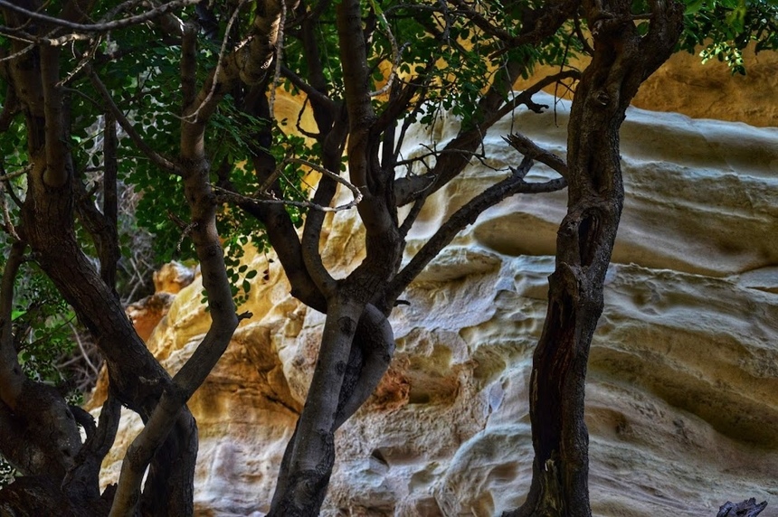 Ущелье Авакас на Кипре (Avakas Gorge. Cyprus): фото 79