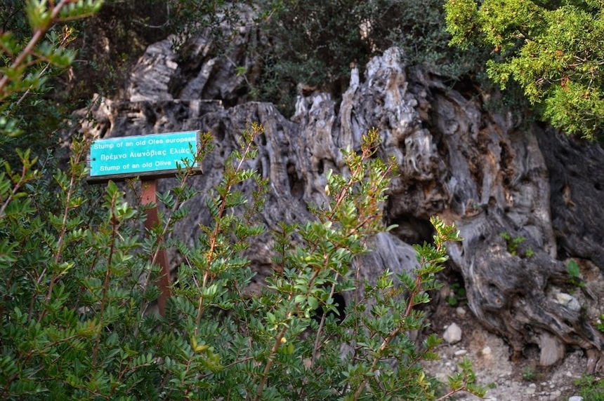 Ущелье Авакас на Кипре (Avakas Gorge. Cyprus): фото 88