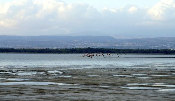 Соленое озеро Акротири в Лимассоле: фото 4