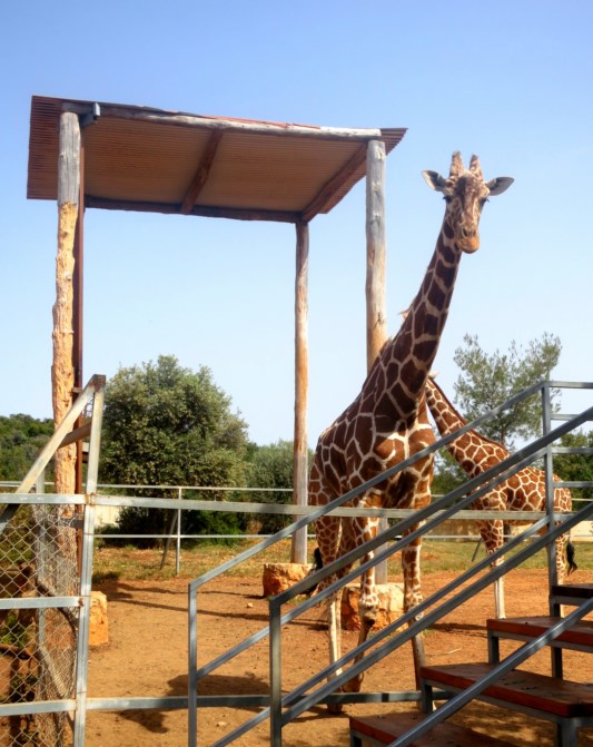Зоопарк Пафоса: фото 10